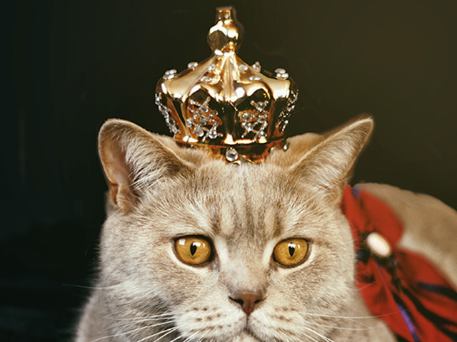 王冠と猫